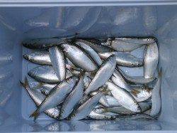 南港海釣り公園 カタクチイワシとサッパ中心の釣果