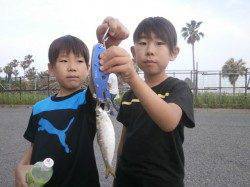 南港海釣り公園 カタクチイワシとサッパ中心の釣果