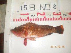 姫路市立遊漁センター 探り釣りで良型アコウをキャッチ！