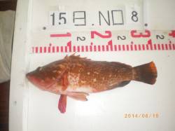 姫路市立遊漁センター 探り釣りで良型アコウ…