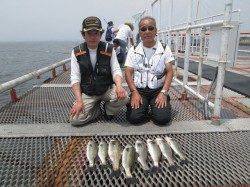 尼崎市立魚つり公園 ハネ・セイゴ朝の満潮潮どまりまでにアタリが集中