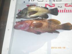 姫路市立遊漁センター　探り釣りでアコウ・メ…