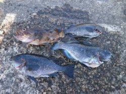 大阪南港魚つり園でガシラとグレの釣果