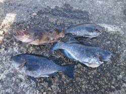 大阪南港魚つり園でガシラとグレの釣果