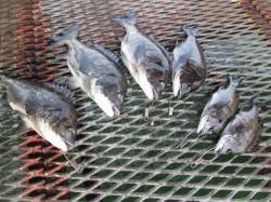 尼崎市立魚つり公園　落とし込みでチヌ&am…