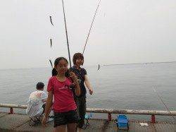 尼崎市立魚つり公園11〜14時イワシの入れ食いタイム、一回りサイズもUP