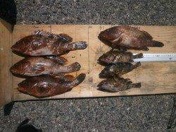 大阪南港魚つり園　ウキ釣りで底を狙ってアコウ・ガシラの釣果