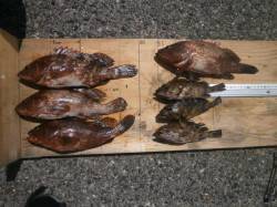 大阪南港魚つり園　ウキ釣りで底を狙ってアコ…