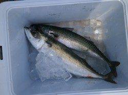 大阪南港魚つり園　ウキ釣りで底を狙ってアコウ・ガシラの釣果