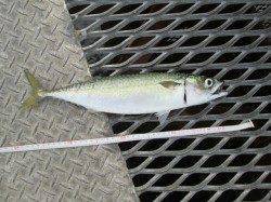 尼崎市立魚つり公園で40cmの大サバ〜引きが強く楽しいです♪