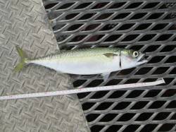 尼崎市立魚つり公園で40cmの大サバ〜引き…