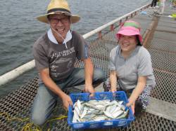 尼崎市立魚つり公園 今日はサッパが元気です…