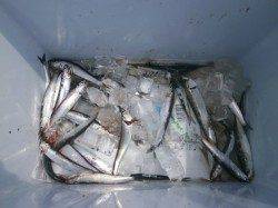 大阪南港魚つり園　イワシ・小サバ・ツバスの釣果