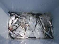 大阪南港魚つり園　イワシ・小サバ・ツバスの…