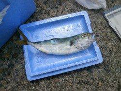 大阪南港魚つり園　イワシ・小サバ・ツバスの釣果