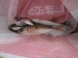 大阪南港魚つり園　アジ・アコウ・ガシラなどの釣果