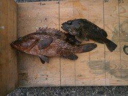 大阪南港魚つり園　アジ・アコウ・ガシラなどの釣果