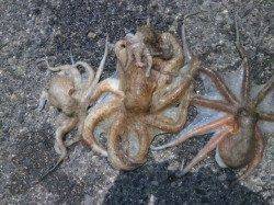 南港海釣り公園　サビキはアジ・イワシ　タコやハネの釣果も