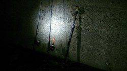 養老にてヤエンの活きアジ確保のアジングにアコウ20cmがHIT！