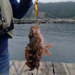 朝マズメ、エギング釣行　メタルジグでガシラもGET