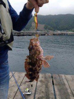 朝マズメ、エギング釣行　メタルジグでガシラもGET