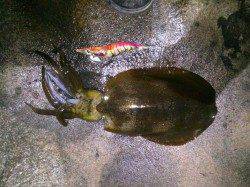 天神の磯でナイスサイズのアオリイカ