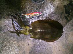 天神の磯でナイスサイズのアオリイカ