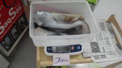 富田地磯　ヤエンでアオリイカ1980g