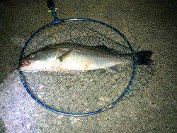 白灯台　下げ潮で潮止りのタイミングにシーバスヒット！