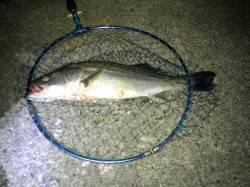 白灯台　下げ潮で潮止りのタイミングにシーバ…