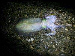 淡輪漁港でエギング〜開始3投目でアオリイカ