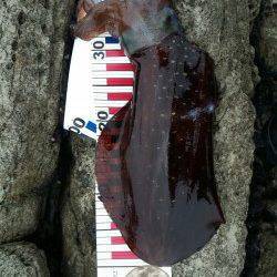 間人　ボトムドリフトで攻めて1320gのアオリイカ