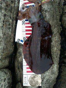 間人　ボトムドリフトで攻めて1320gのアオリイカ