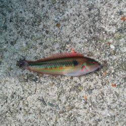 アジュール舞子　練習中の投げ釣りでベラ＆ガシラ