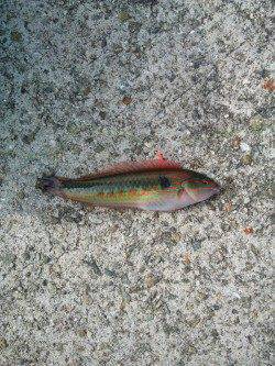 アジュール舞子　練習中の投げ釣りでベラ＆ガシラ