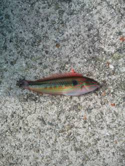 アジュール舞子　練習中の投げ釣りでベラ＆ガ…