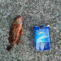 アジュール舞子　練習中の投げ釣りでベラ＆ガシラ