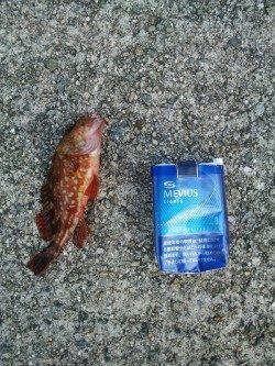 アジュール舞子　練習中の投げ釣りでベラ＆ガシラ