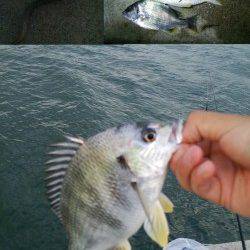 海老江の河川敷公園でウナギ釣り☆キビレ40UPもゲット！