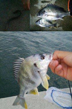 海老江の河川敷公園でウナギ釣り☆キビレ40UPもゲット！