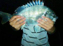 海老江の河川敷公園でウナギ釣り☆キビレ40UPもゲット！