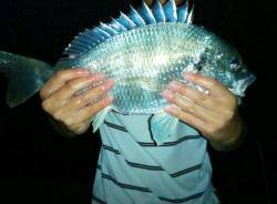 海老江の河川敷公園でウナギ釣り☆キビレ40…