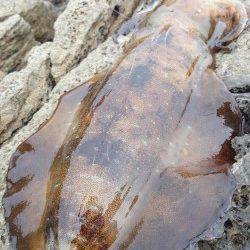 砂方周辺でエギング〜アオリイカ1240g&630g