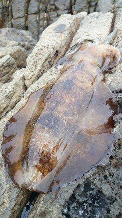 砂方周辺でエギング〜アオリイカ1240g&630g