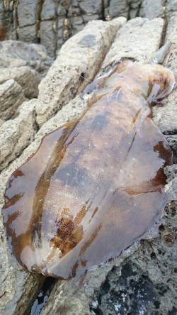 砂方周辺でエギング〜アオリイカ1240g&…