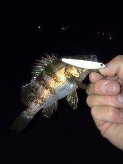 大蔵海岸 ジグヘッドでもプラグでも高反応でメバルの活性最好調♪