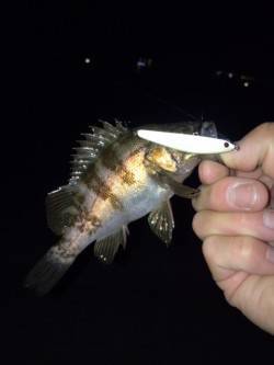 大蔵海岸 ジグヘッドでもプラグでも高反応で…