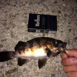 大蔵海岸 ジグヘッドでもプラグでも高反応でメバルの活性最好調♪