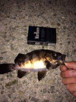 大蔵海岸 ジグヘッドでもプラグでも高反応でメバルの活性最好調♪