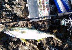 佐津地磯にてショアジギングでヒラマサ65㎝！